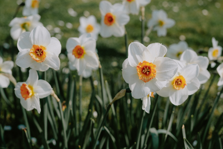 Narcissus Bulbs