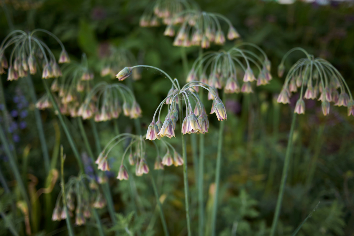 Nectaroscordum Bulbs