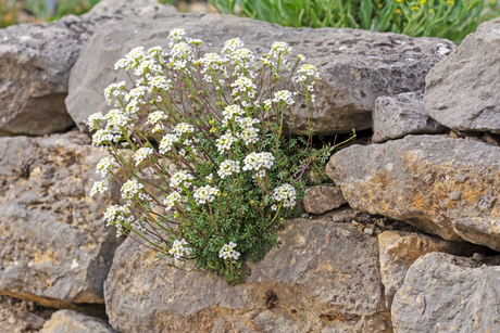 Rockery Stones