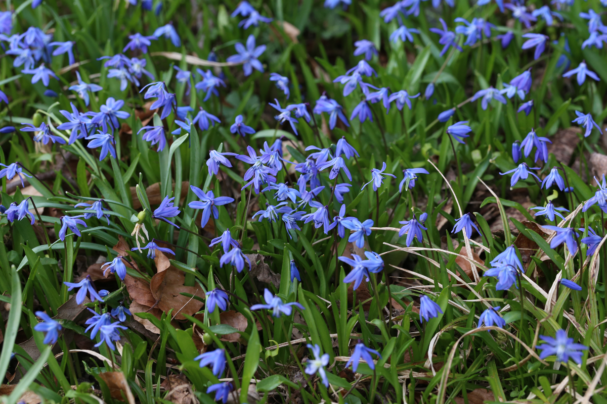 Scilla bulbs