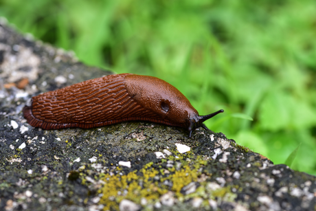 Slug & Snail Protection