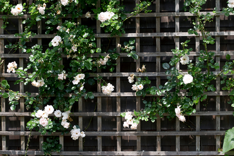 Trellis and Decorative Lattice