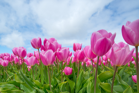 Tulip Bulbs