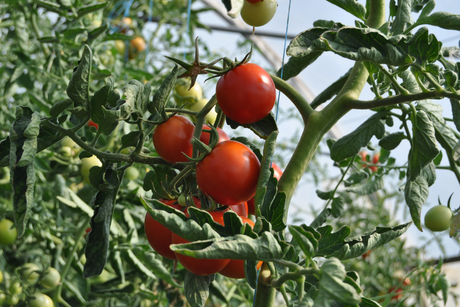 Vegetable Feeds