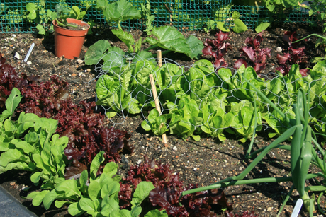 Vegetable Seeds