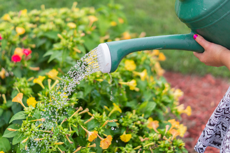 Watering Cans