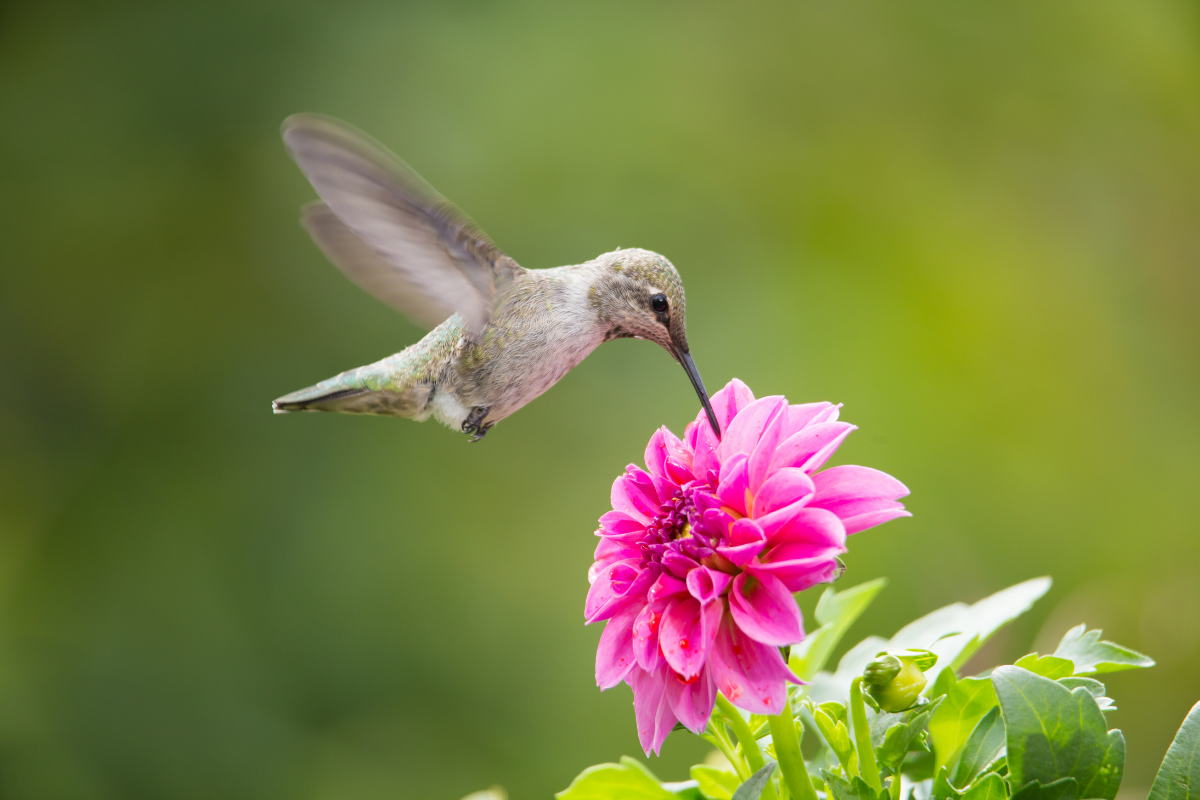 Wild Bird Care