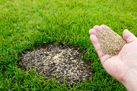 Autumn Lawn Feed & Seed