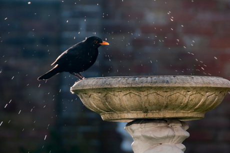 Bird Baths & Sundials