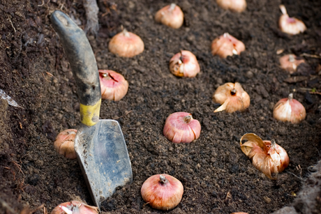 Bulb Planting Tools and Compost