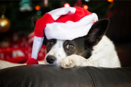 Christmas For Pets