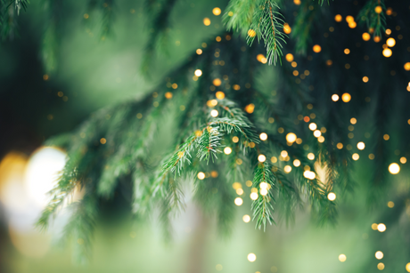 Christmas Trees