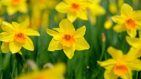 Daffodil Bulbs