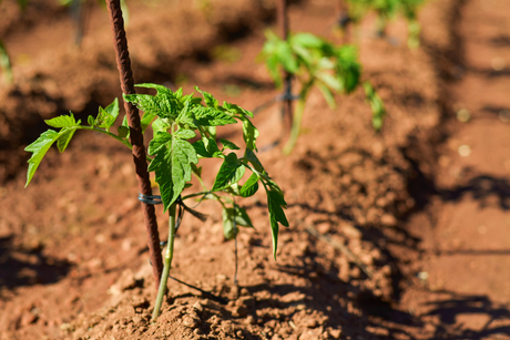 Grow bags & Veg compost