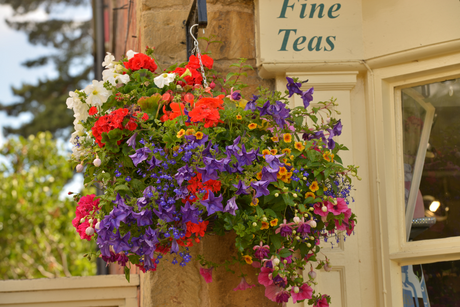 Hanging Basket Plants