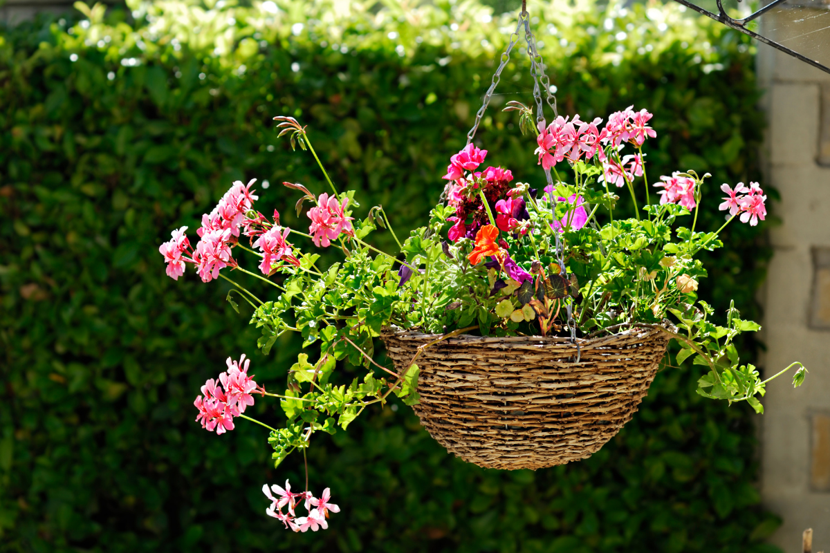 Hanging baskets & planters
