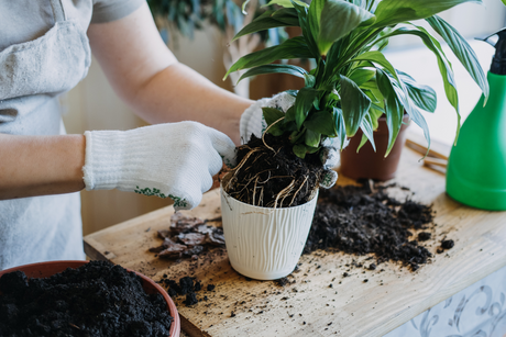 Houseplant compost