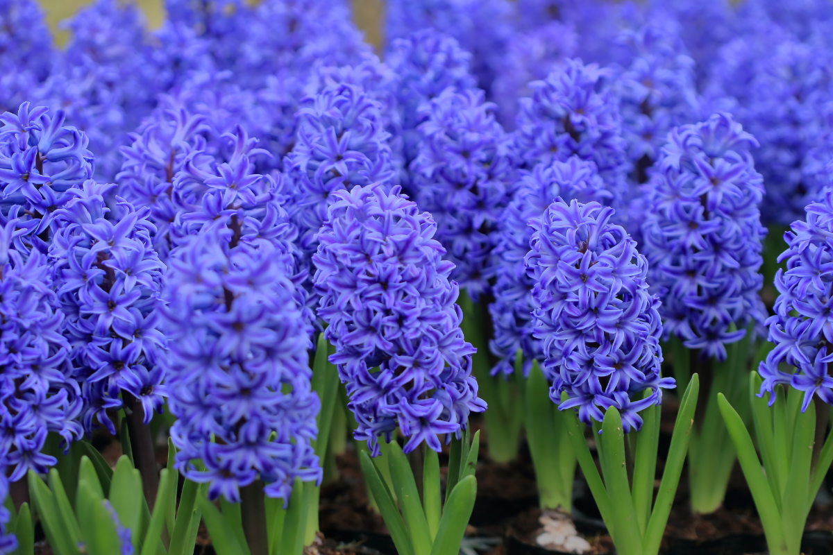 Hyacinth Bulbs
