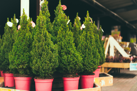 Pot Grown Christmas Trees