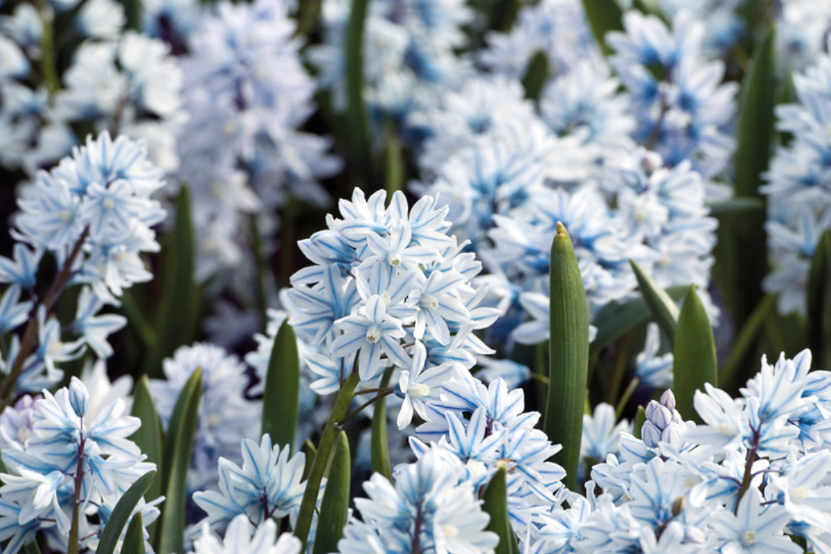 Puschkinia Bulbs