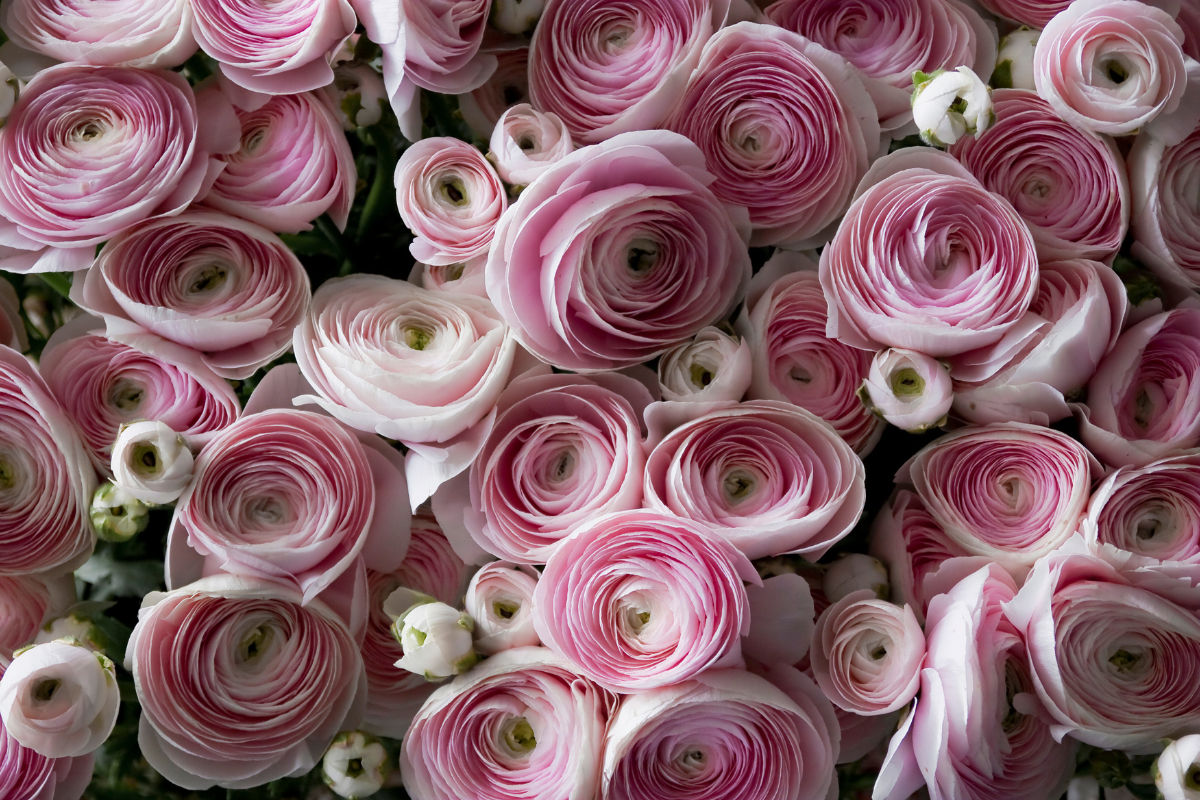 Ranunculus Bulbs