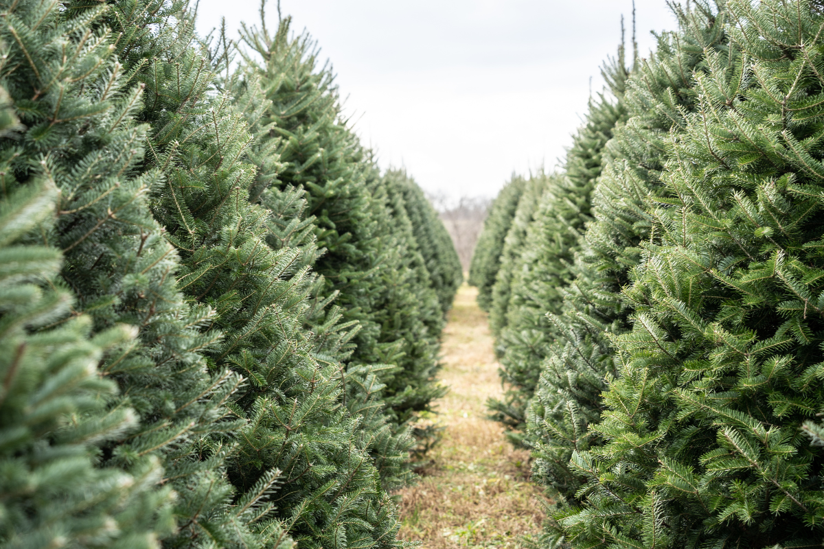 Real Christmas Trees