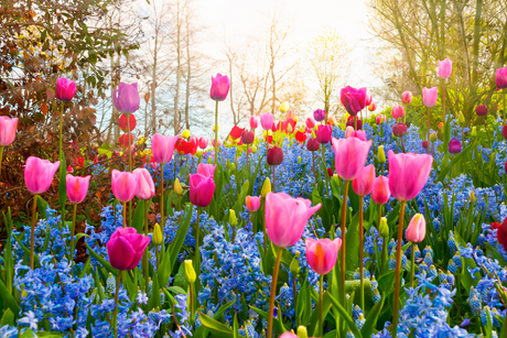 Spring Bulbs
