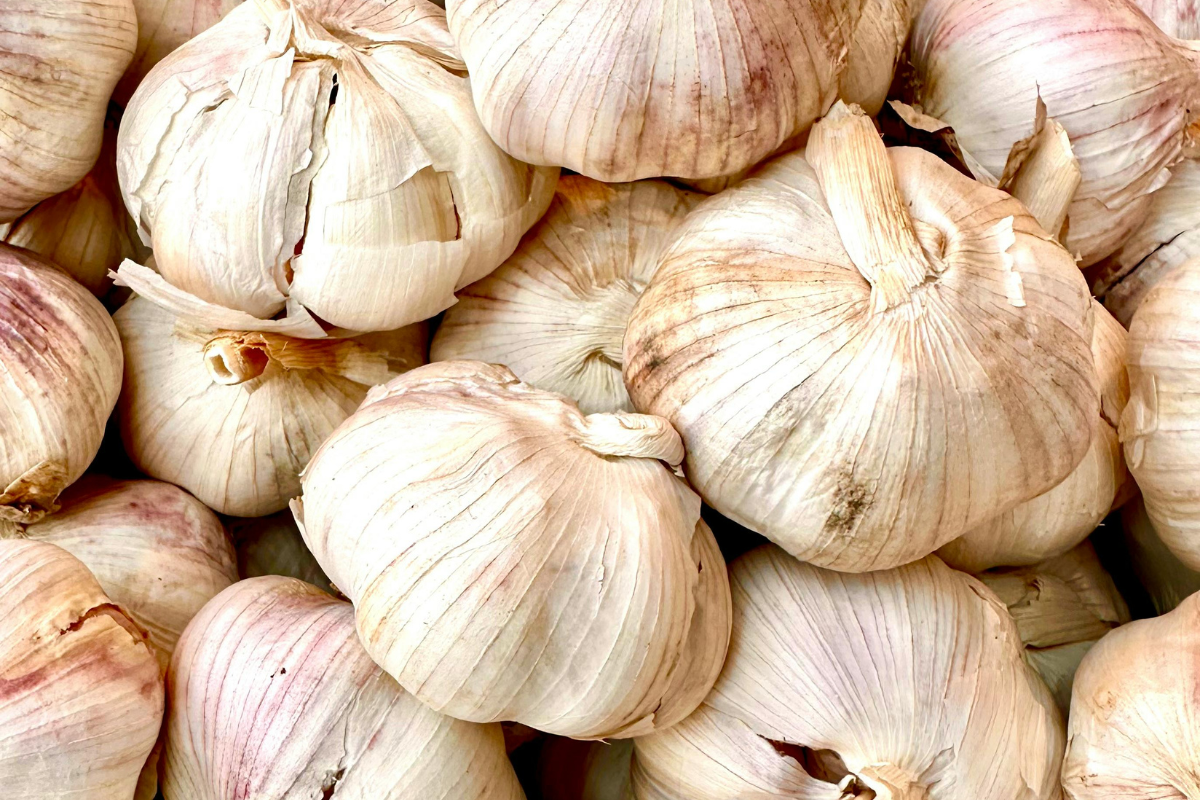 Vegetable Bulbs