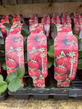 Strawberry - Honeoye