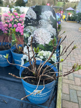 Hydrangea Runaway Bride 17 cm