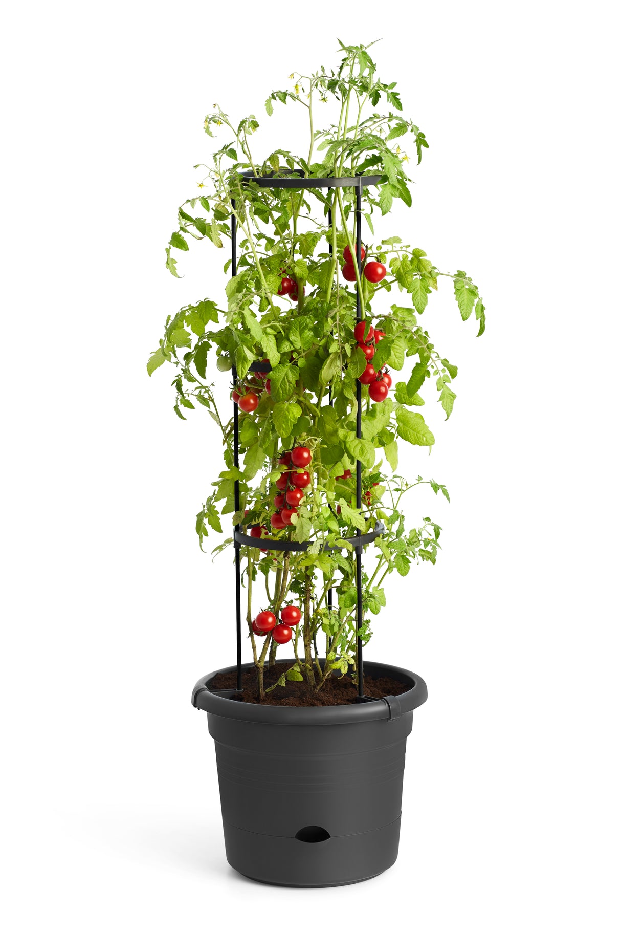 Tomato Pot With Support