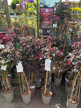 Clematis Montana Barolo