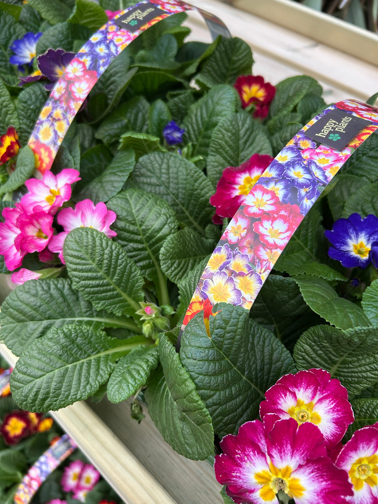 Spring Happy Plants 6x9cm Primrose Scentsation