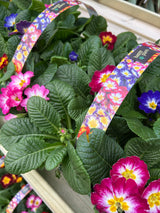 Spring Happy Plants 6x9cm Primrose Scentsation