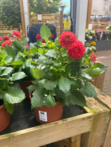 Dahlia Happy Days Cherry Red 2 litre