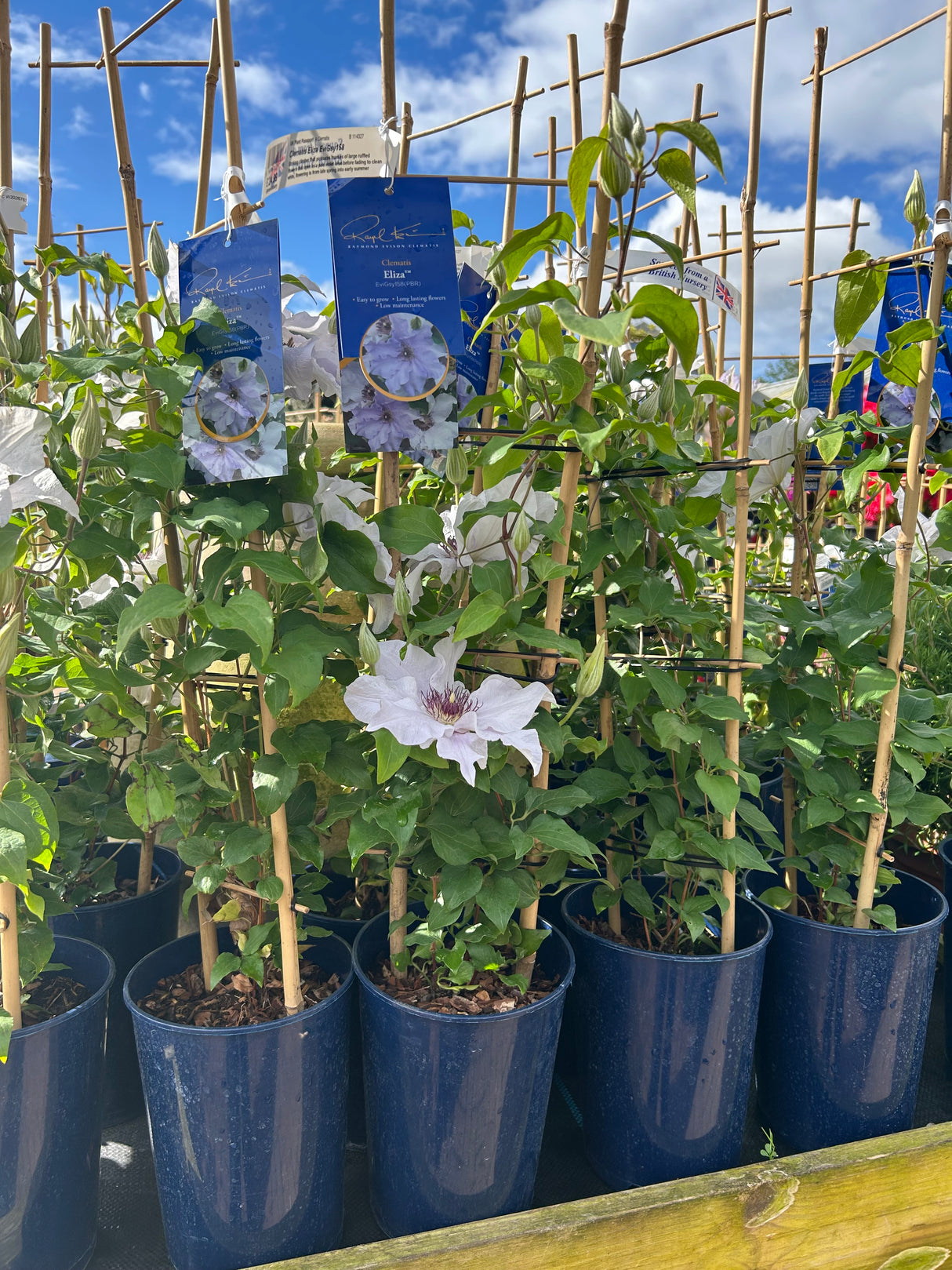 Clematis Eliza
