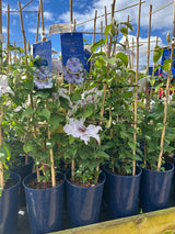 Clematis Eliza