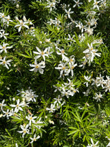 Choisya White Dazzler