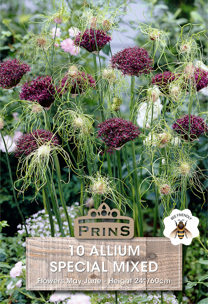 Allium Special Mixed 10 Per Pack