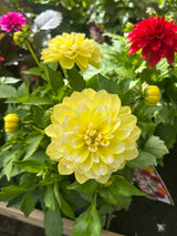 Dahlia Labella Grande 17cm