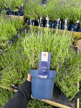 English Lavender Angustifolia ‘Felice’