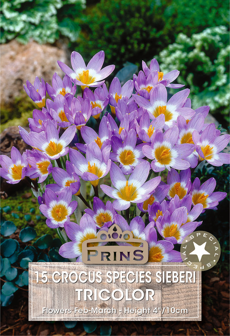 Crocus Specie Tricolor 15 Per Pack