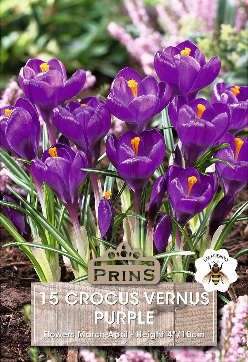 Crocus Vernus Purple 15 Per Pack