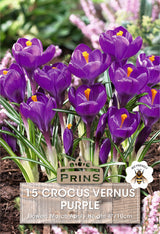 Crocus Vernus Purple 15 Per Pack