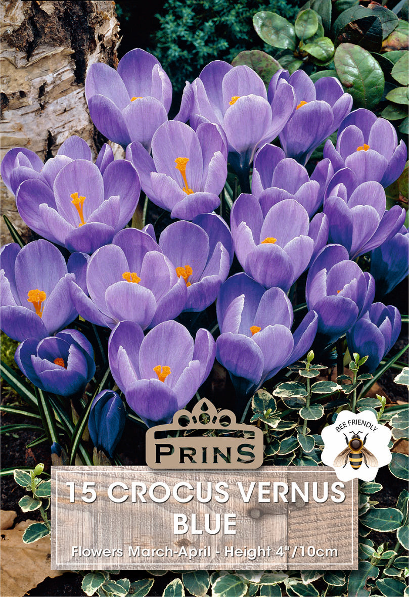 Crocus Vernus Blue 15 Per Pack