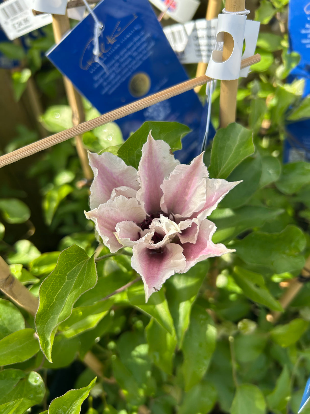 Clematis Ithemba