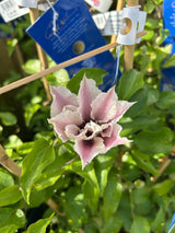 Clematis Ithemba