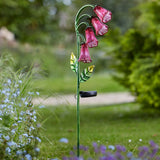 Foxglove