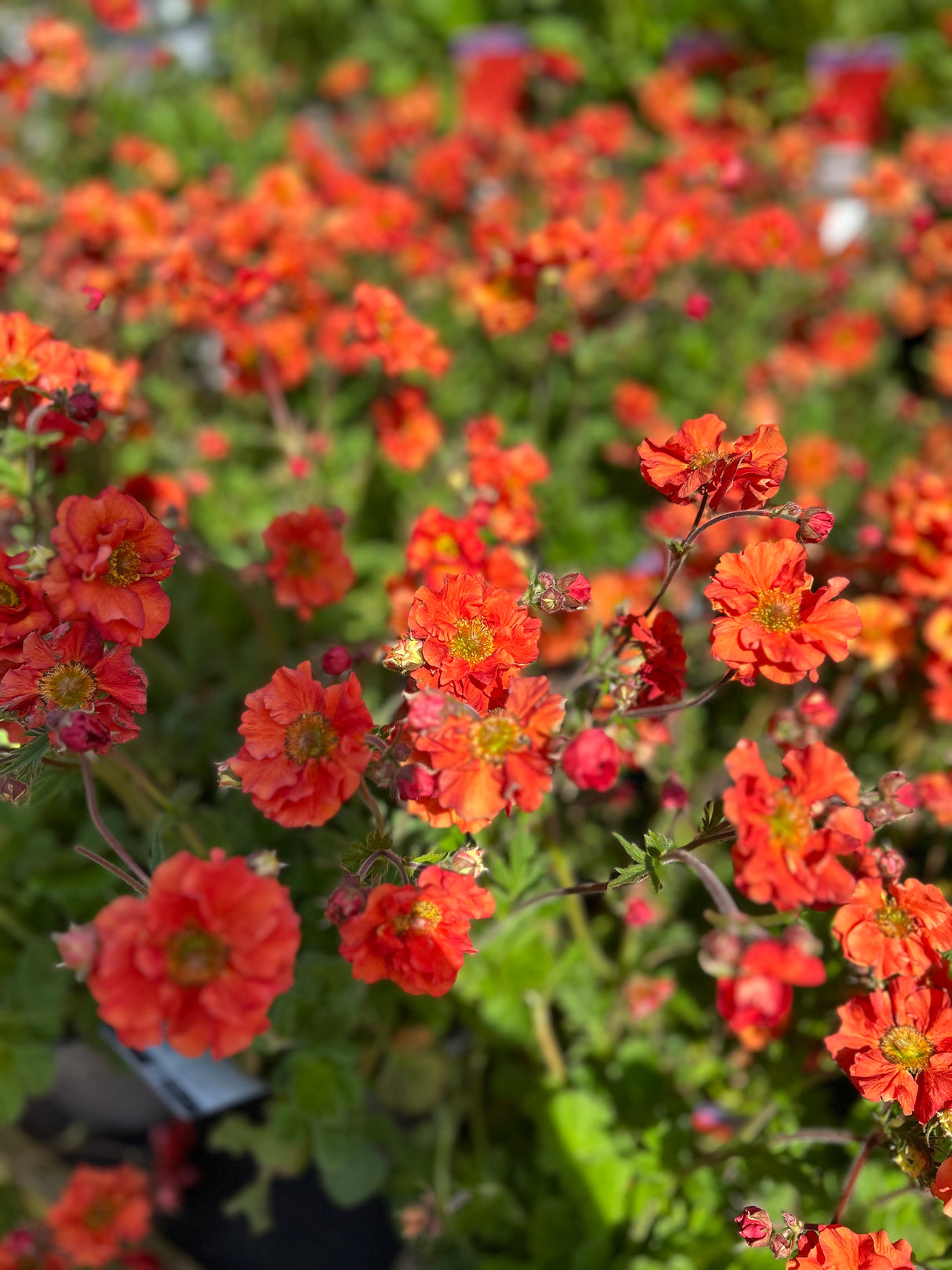 Geum Scarlet Tempest 3 litre