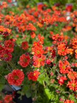 Geum Scarlet Tempest 3 litre